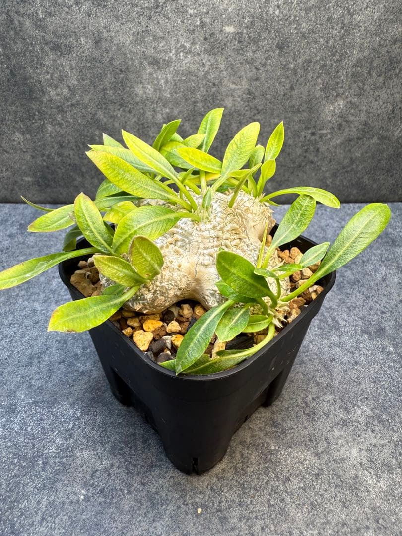 パキポディウム　ブレビカウレ　恵比寿笑い　実生　96