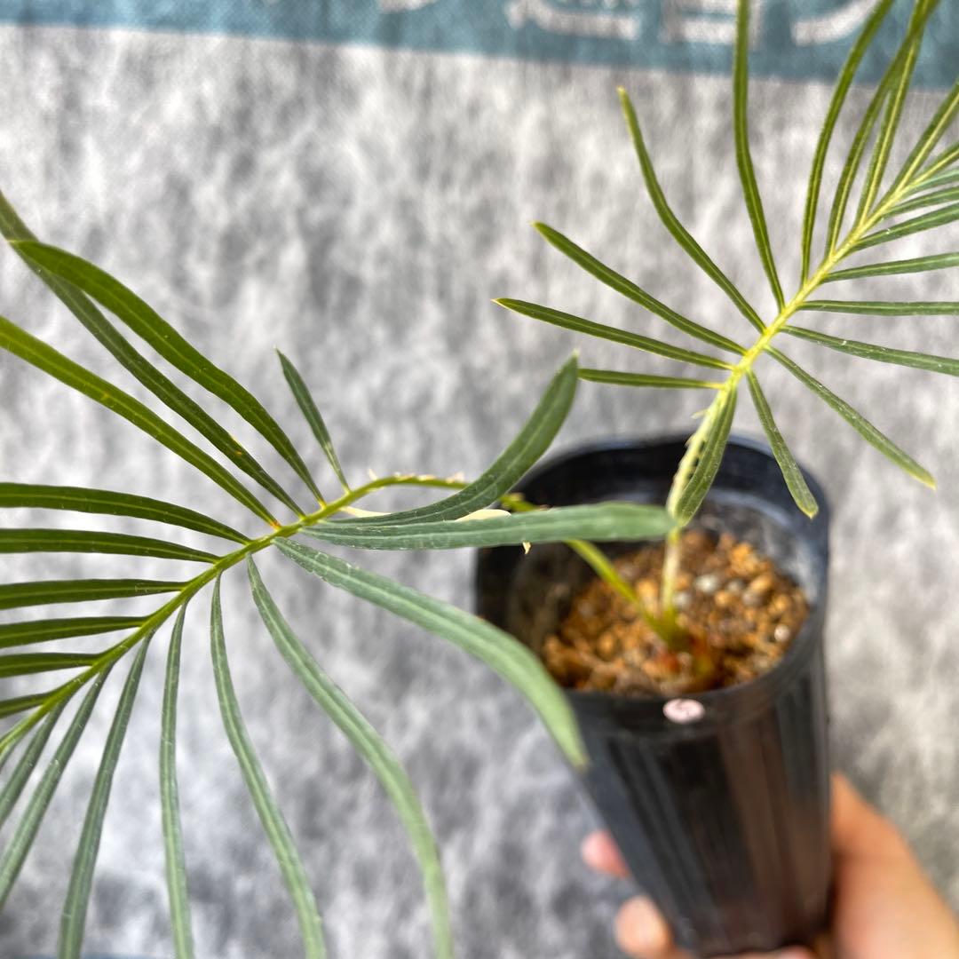 【塊根植物】サイカスカイルンシアナ 国内実生 ソテツ⑤