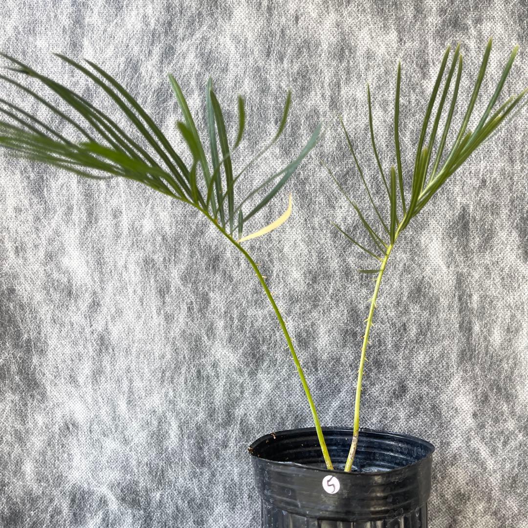 【塊根植物】サイカスカイルンシアナ 国内実生 ソテツ⑤