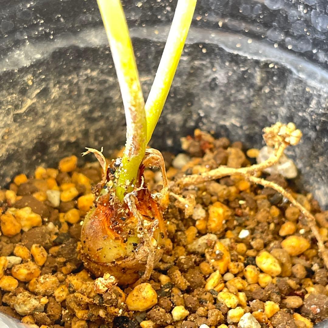 【塊根植物】サイカスカイルンシアナ 国内実生 ソテツ⑤