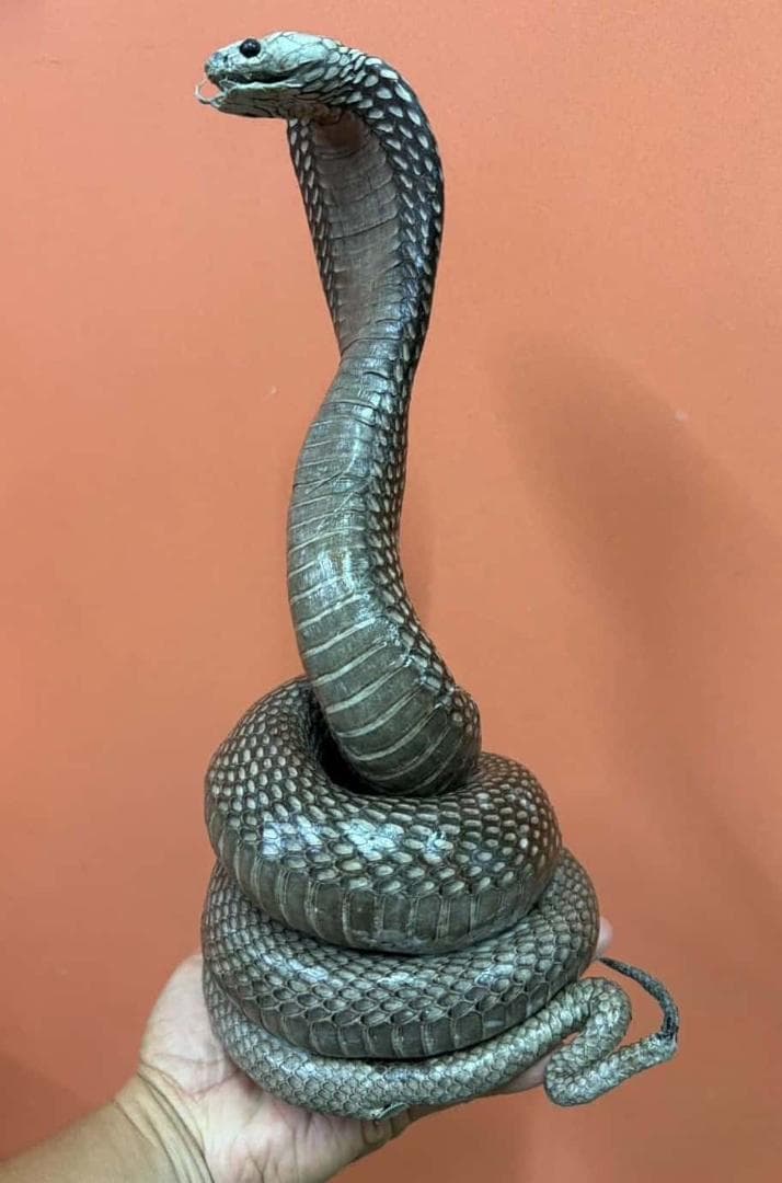 貴重！ ジャワコブラの剥製