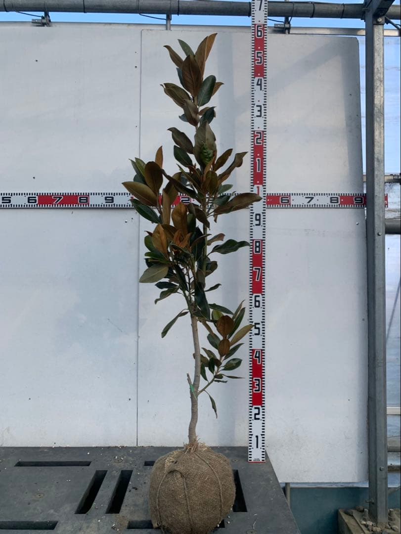 タイサンボク　リトルジェム