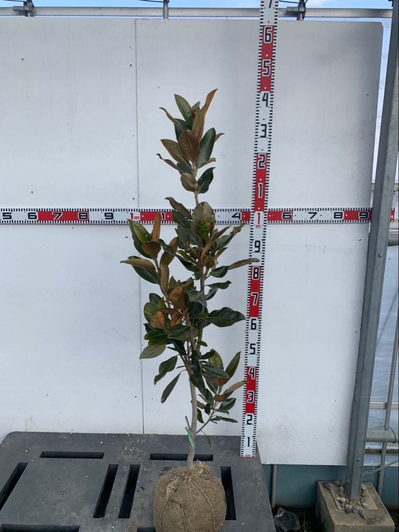 タイサンボク　リトルジェム