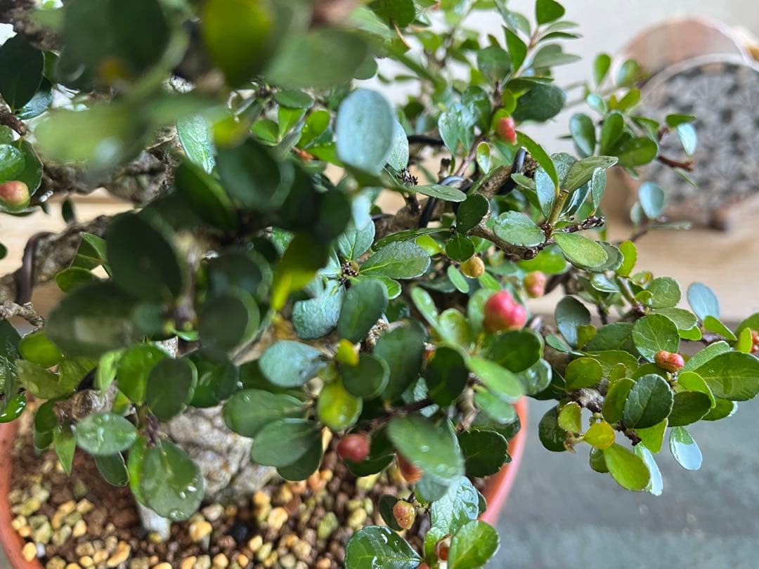 ✨✨✨オキナワハートツリー【◎ 針蔓正木】検/ハート実♪happy セール♪