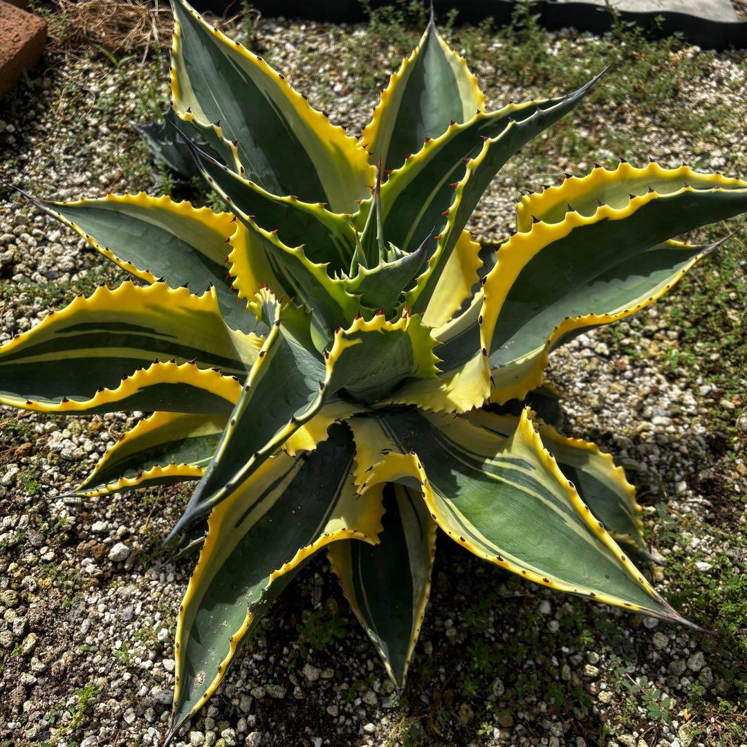 アガベ　リップルエフェクト　親株