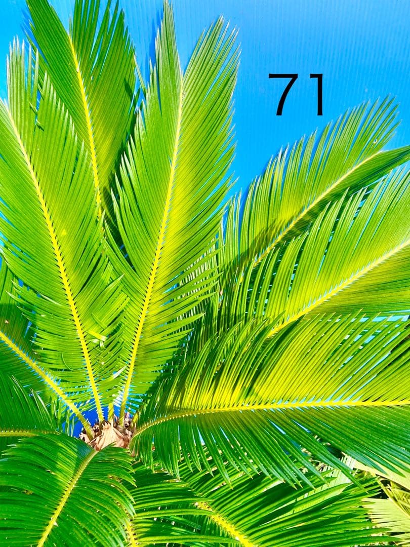 2000円値下71ゴールド系ソテツ 奄美大島　耐寒性