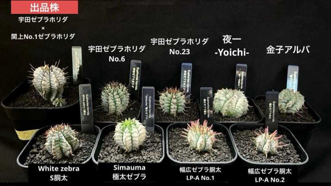 12/28まで出品 ユーフォルビアホリダ 宇田ゼブラ×関上No.1ゼブラホリダ