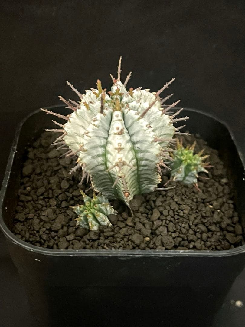 12/28まで出品 ユーフォルビアホリダ 宇田ゼブラ×関上No.1ゼブラホリダ