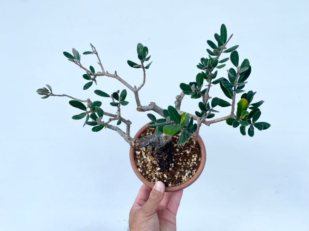 白木盆栽園　樹齢20年　小豆島産　実生オリーブ　盆栽　樹高28センチ　楓観葉植物