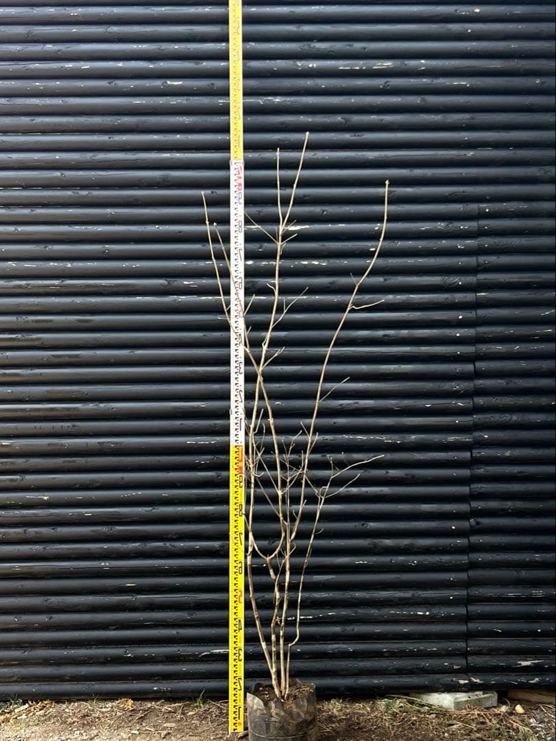 山採り天然　アオダモ　斑紋5本株立ち　15