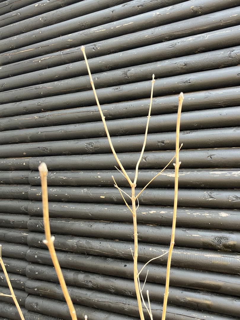 山採り天然　アオダモ　斑紋5本株立ち　15