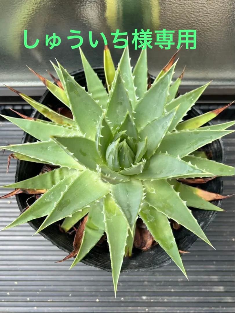 アロエ ポリフィラ