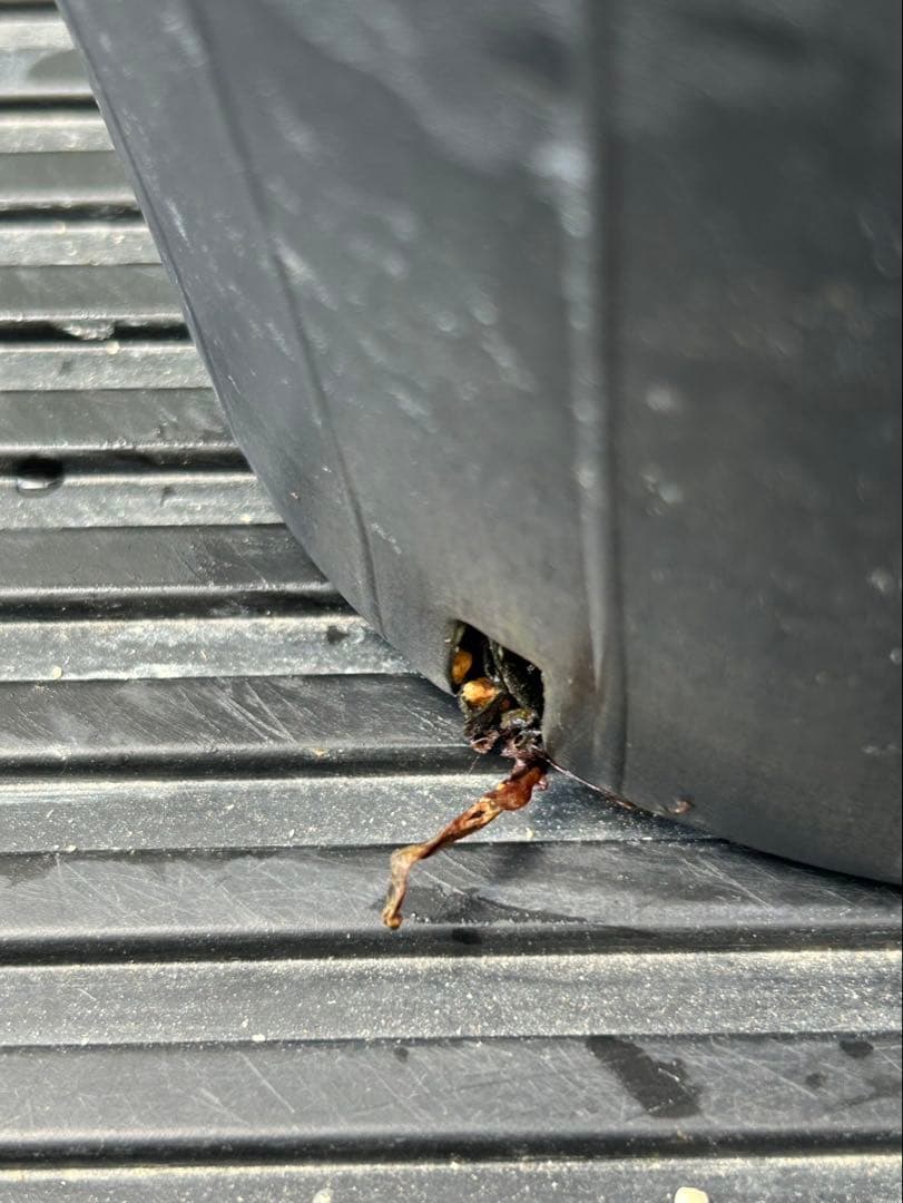 アロエ ポリフィラ