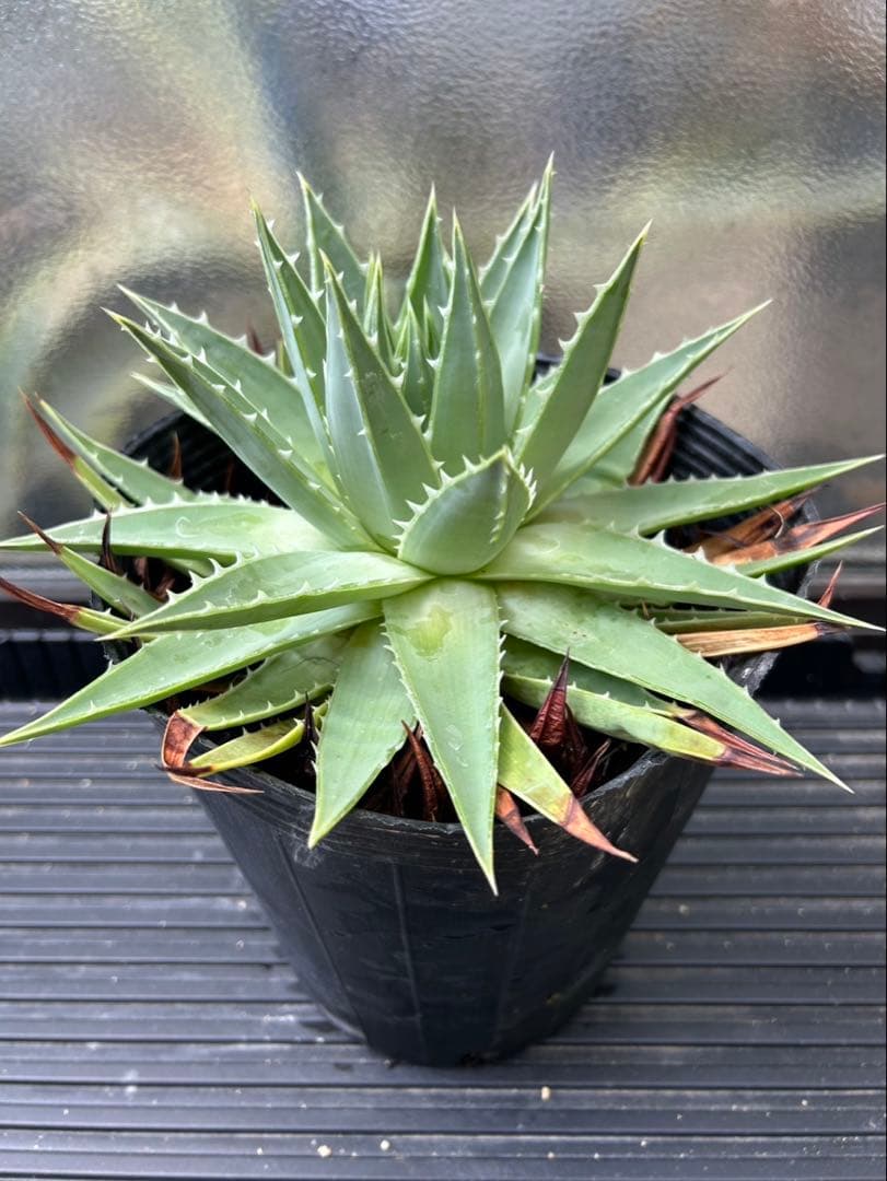 アロエ ポリフィラ