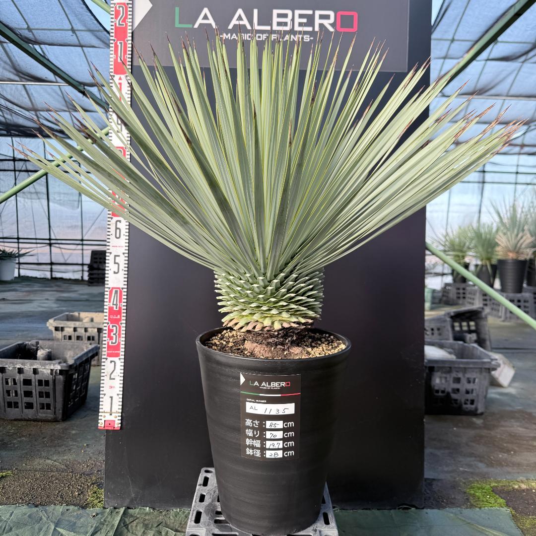 【AL1135】ユッカ　ロストラータ　超超美形　シルバーブルー個体　感動個体