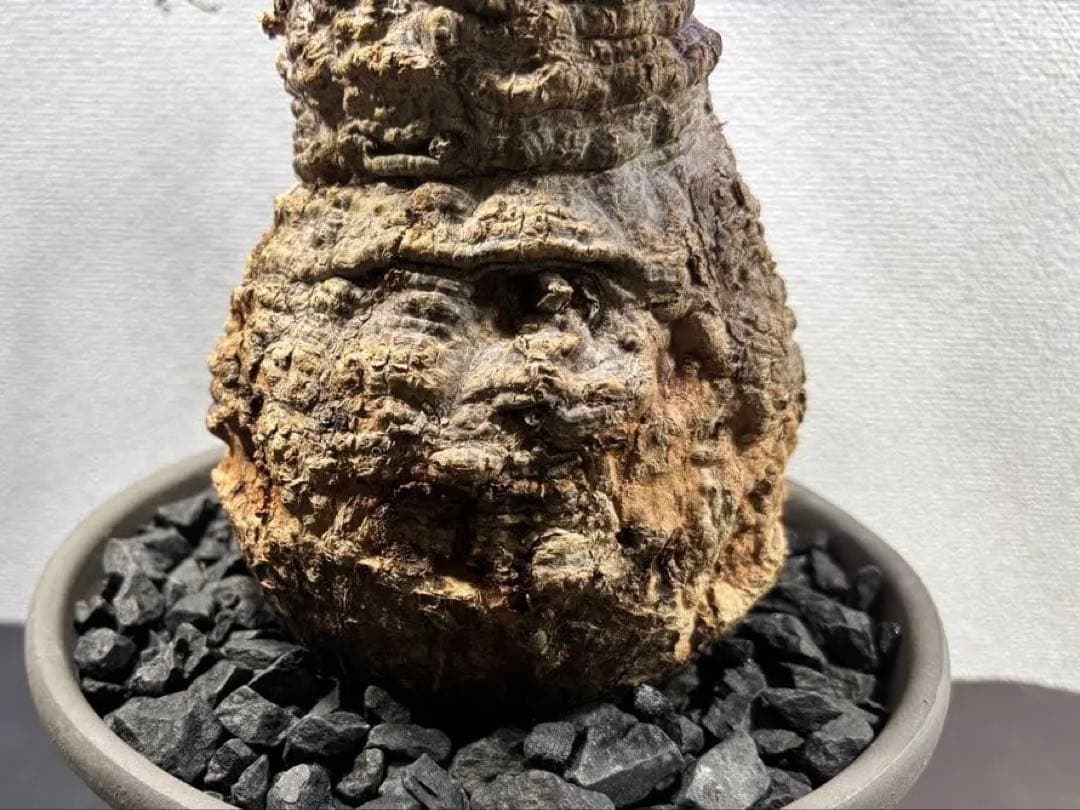 【土日価格】Operculicarya pachypusオペルクリカリアパキプス