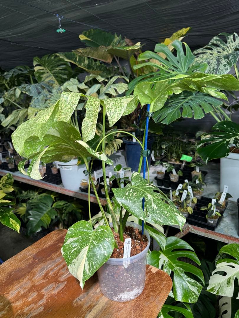 V*k様 モンステラ　タイコンステレーション　スターライト