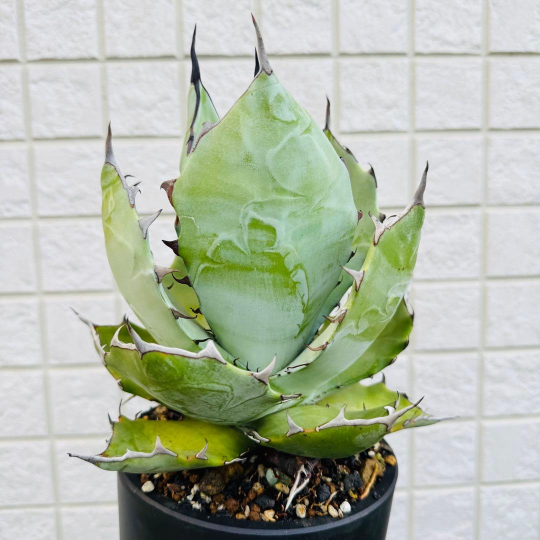 アガベ　ハイブリッド TBG チタノタ×ブルーグロー親株候補　現品出品の今回のみ