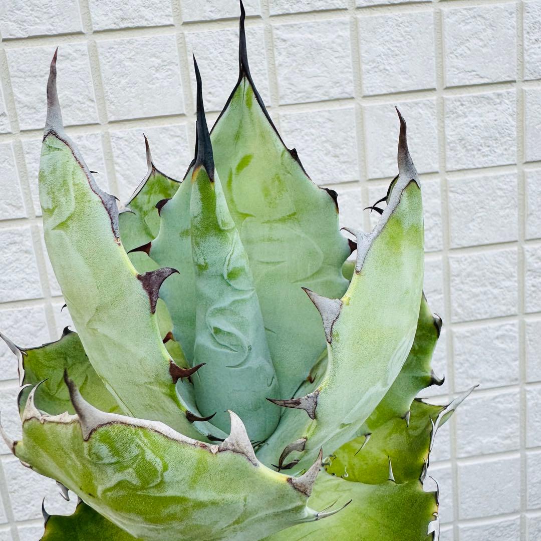 アガベ　ハイブリッド TBG チタノタ×ブルーグロー親株候補　現品出品の今回のみ