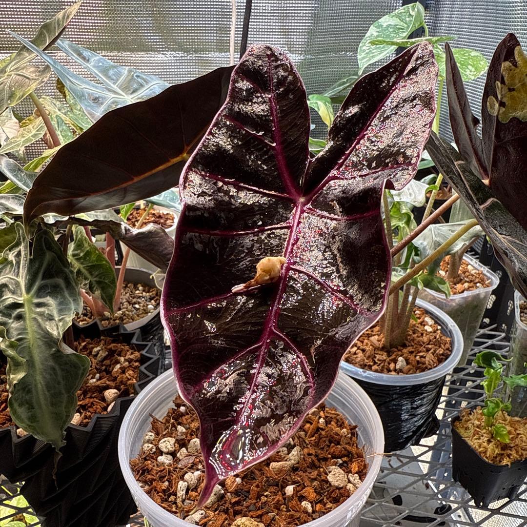 Y*_様 希少 アロカシア ブラックサタンピンクボーン 芋