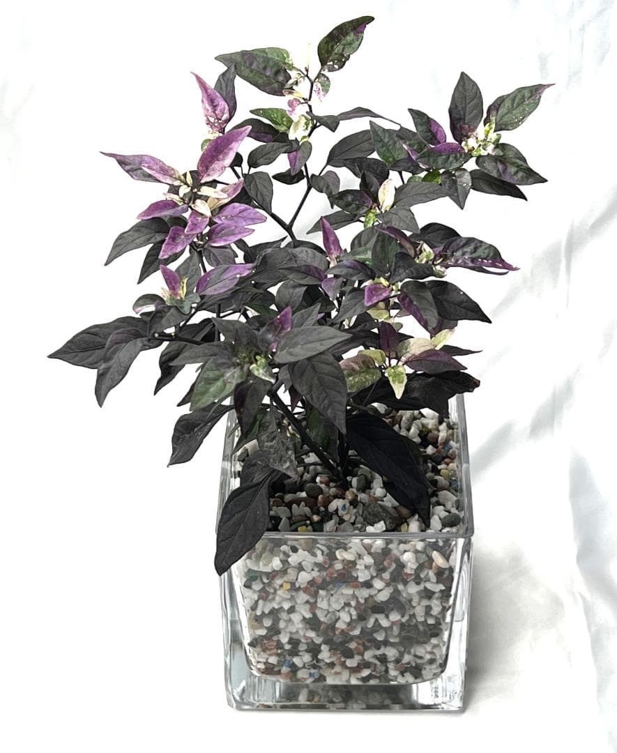 ガラス　花瓶　キューブ　16個　フラワーベース