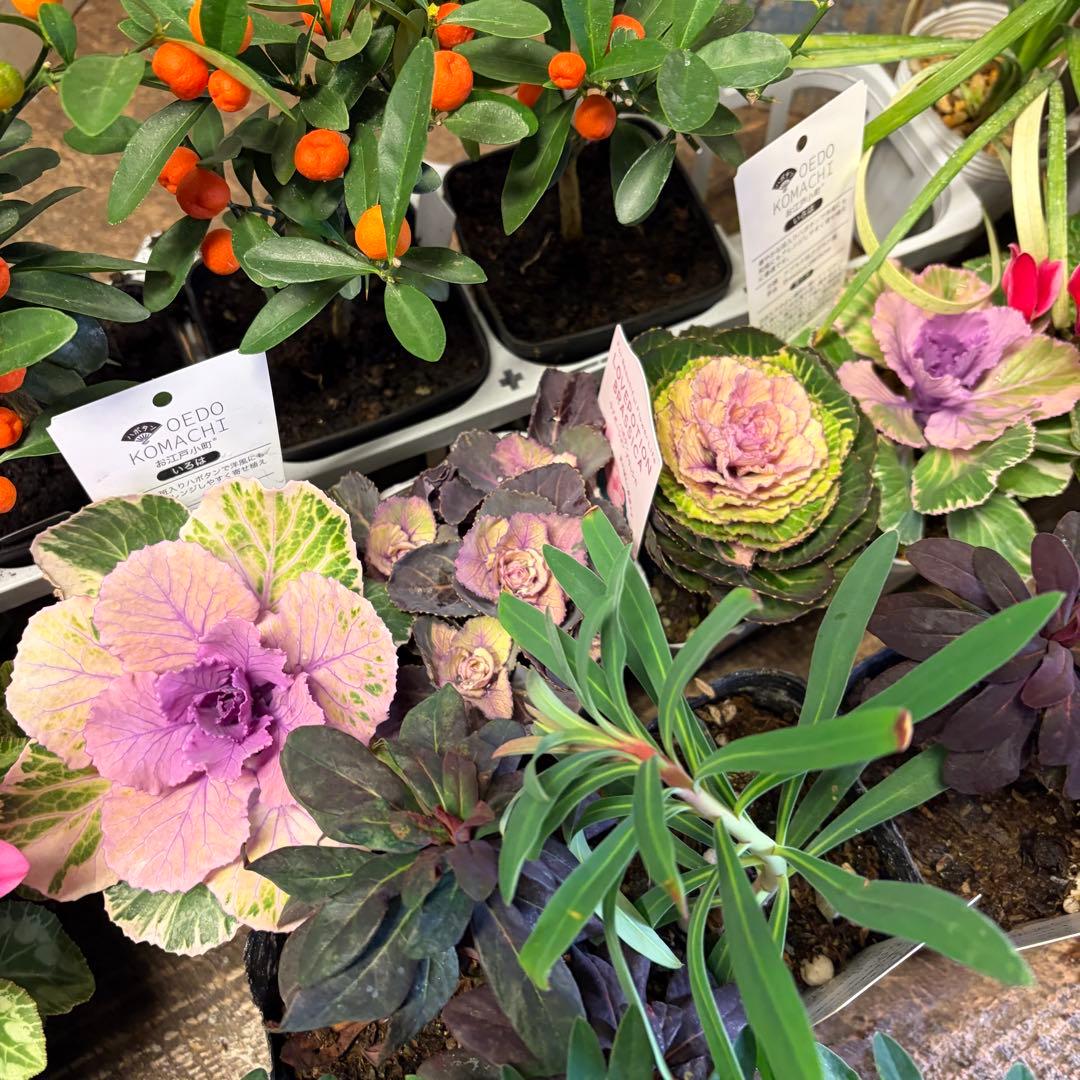 y*a様 ガーデニング　完品&おつとめ品 てんこ盛りアソート