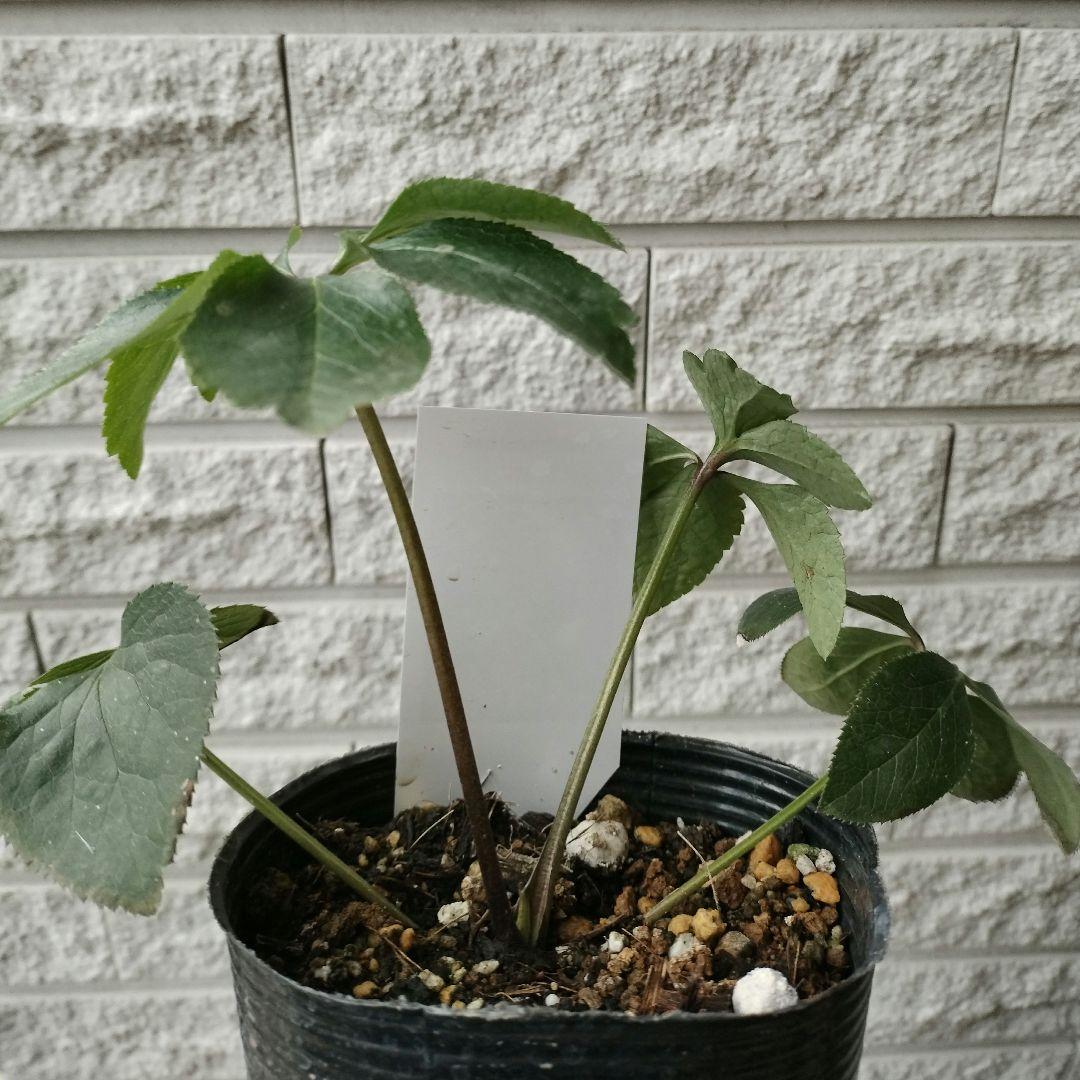 クリスマスローズ　ss　パステリッシュ ストレイン　4号　苗　鉢　　バラ