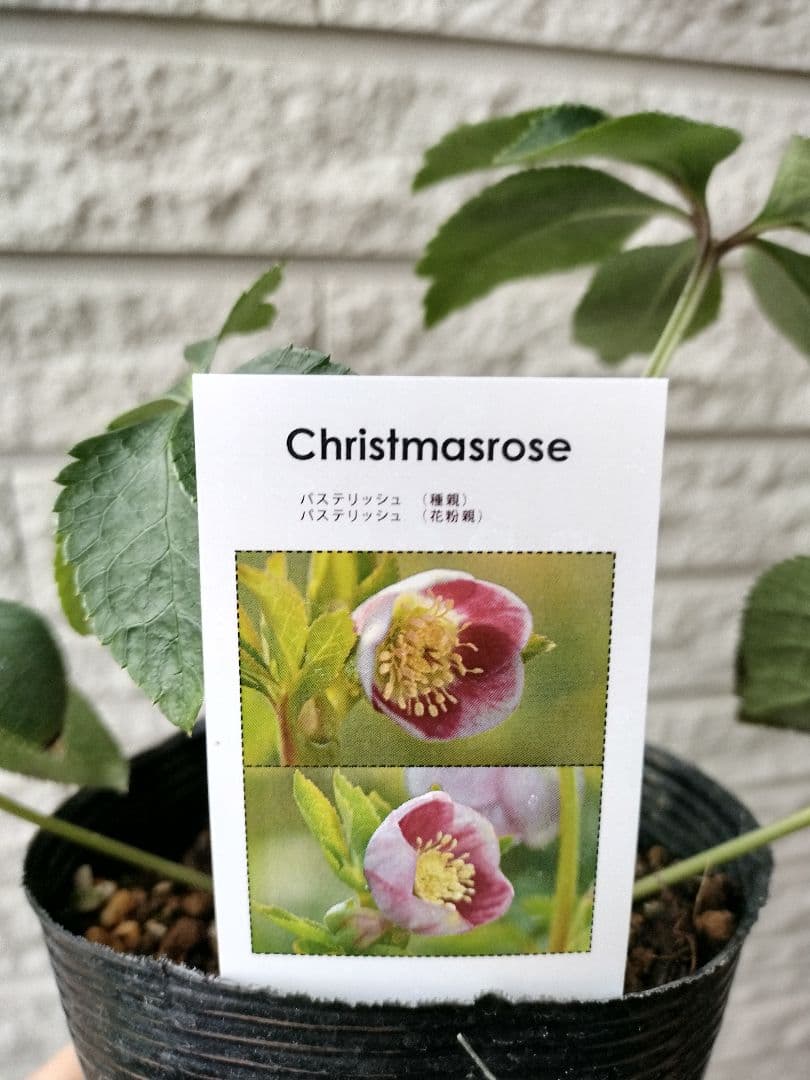クリスマスローズ　ss　パステリッシュ ストレイン　4号　苗　鉢　　バラ