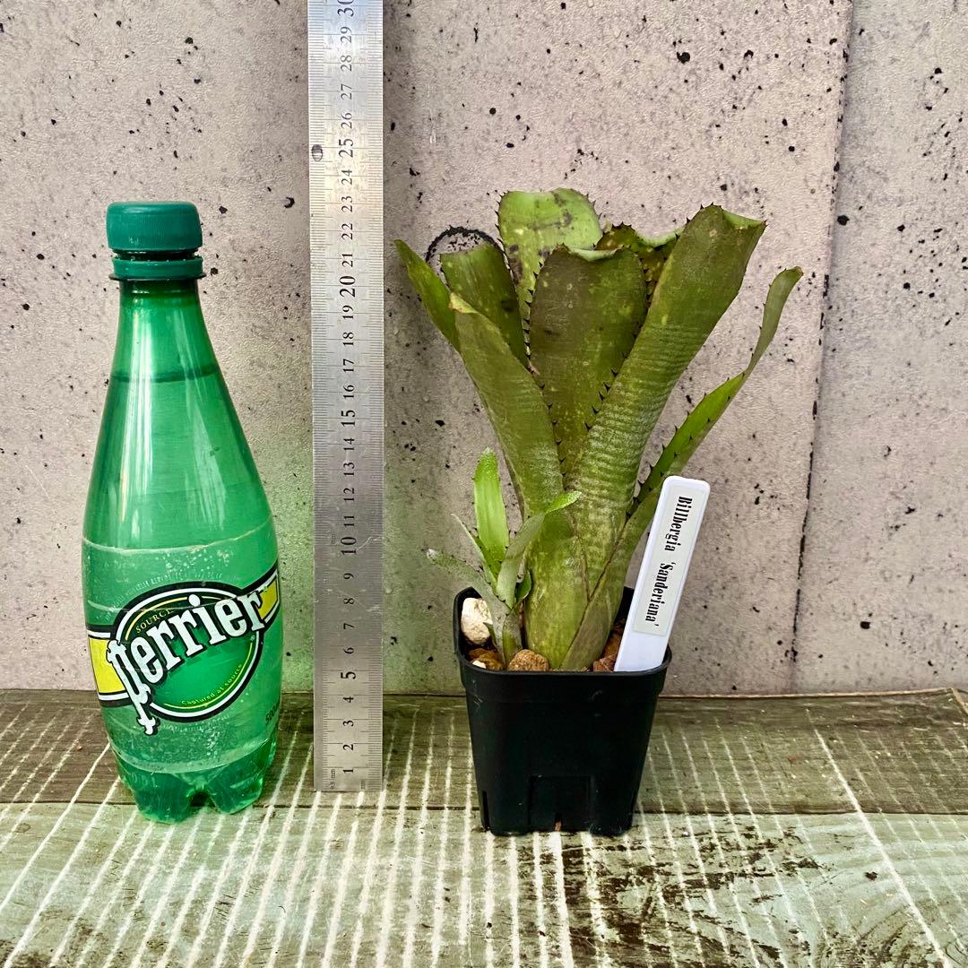 子株付きです！タンクブロメリア　ビルベルギア　『Sanderiana』