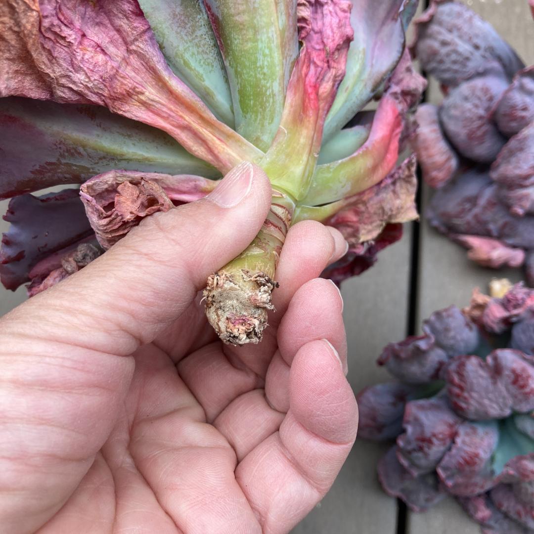 エケベリア　韓国苗　超特大　バロンボールド　多肉植物　ポコ多肉