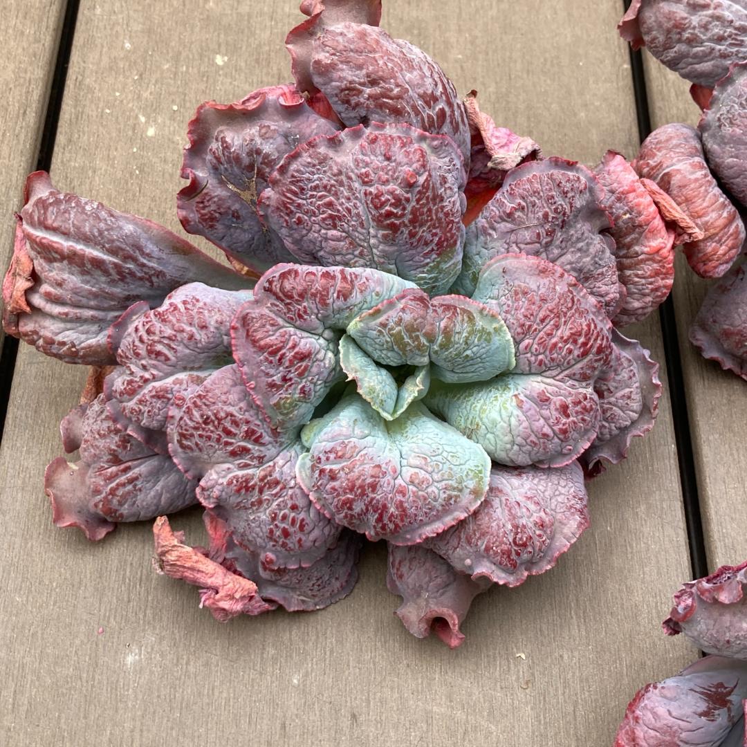 エケベリア　韓国苗　超特大　バロンボールド　多肉植物　ポコ多肉