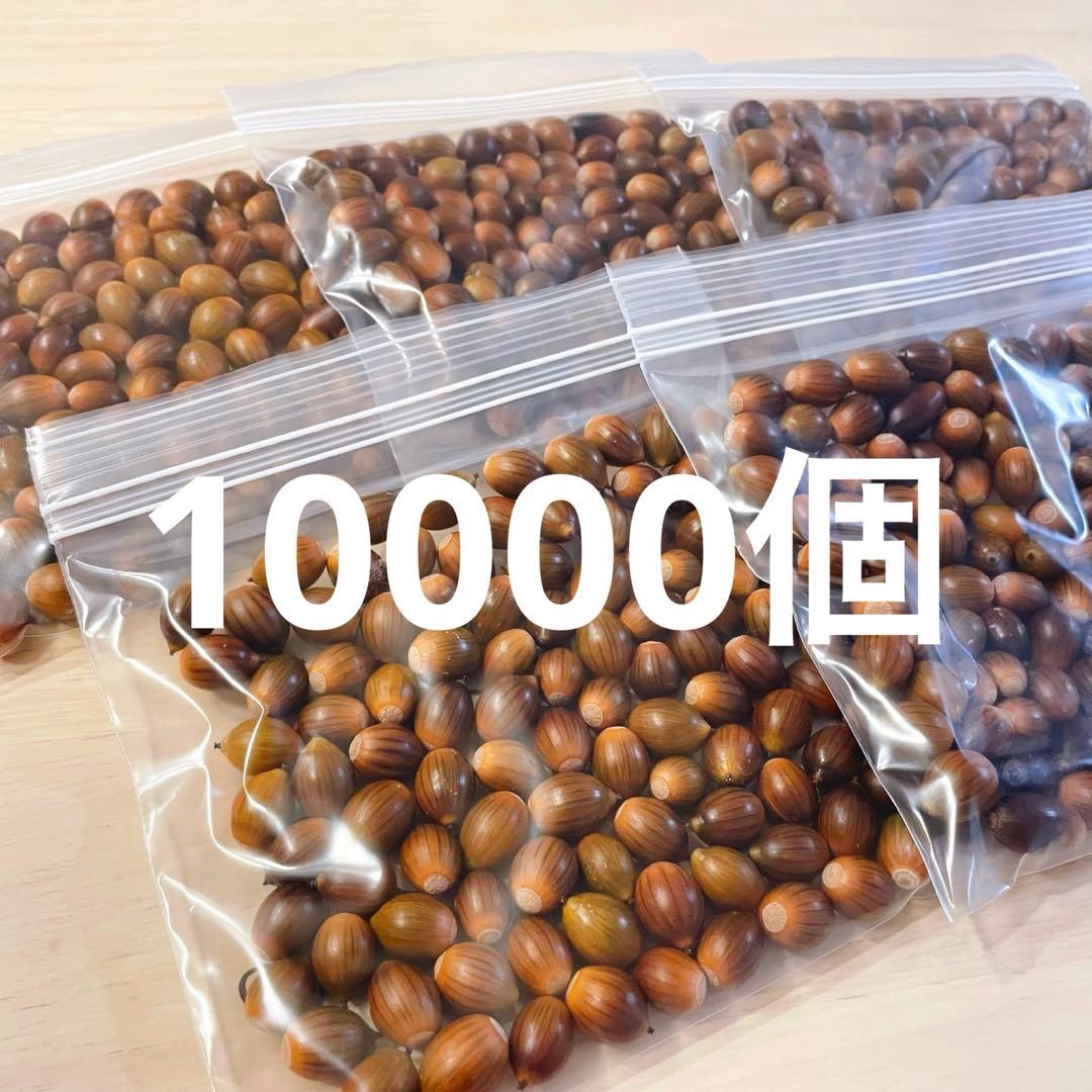 どんぐり 10000個 12月採取 水洗い 煮沸処理 陰干し 砲弾型 即日発送