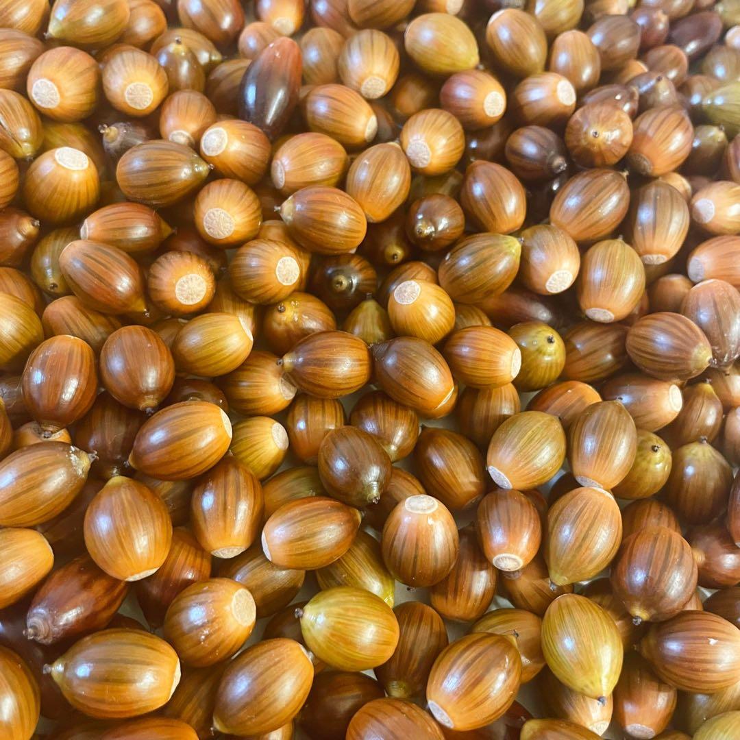 どんぐり 10000個 12月採取 水洗い 煮沸処理 陰干し 砲弾型 即日発送