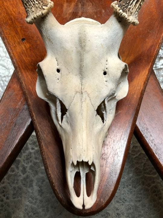 引取限定 鹿角 頭蓋骨 日本鹿 本土鹿 ハンティングトロフィー ウォールオブジェ