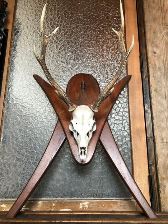 引取限定 鹿角 頭蓋骨 日本鹿 本土鹿 ハンティングトロフィー ウォールオブジェ