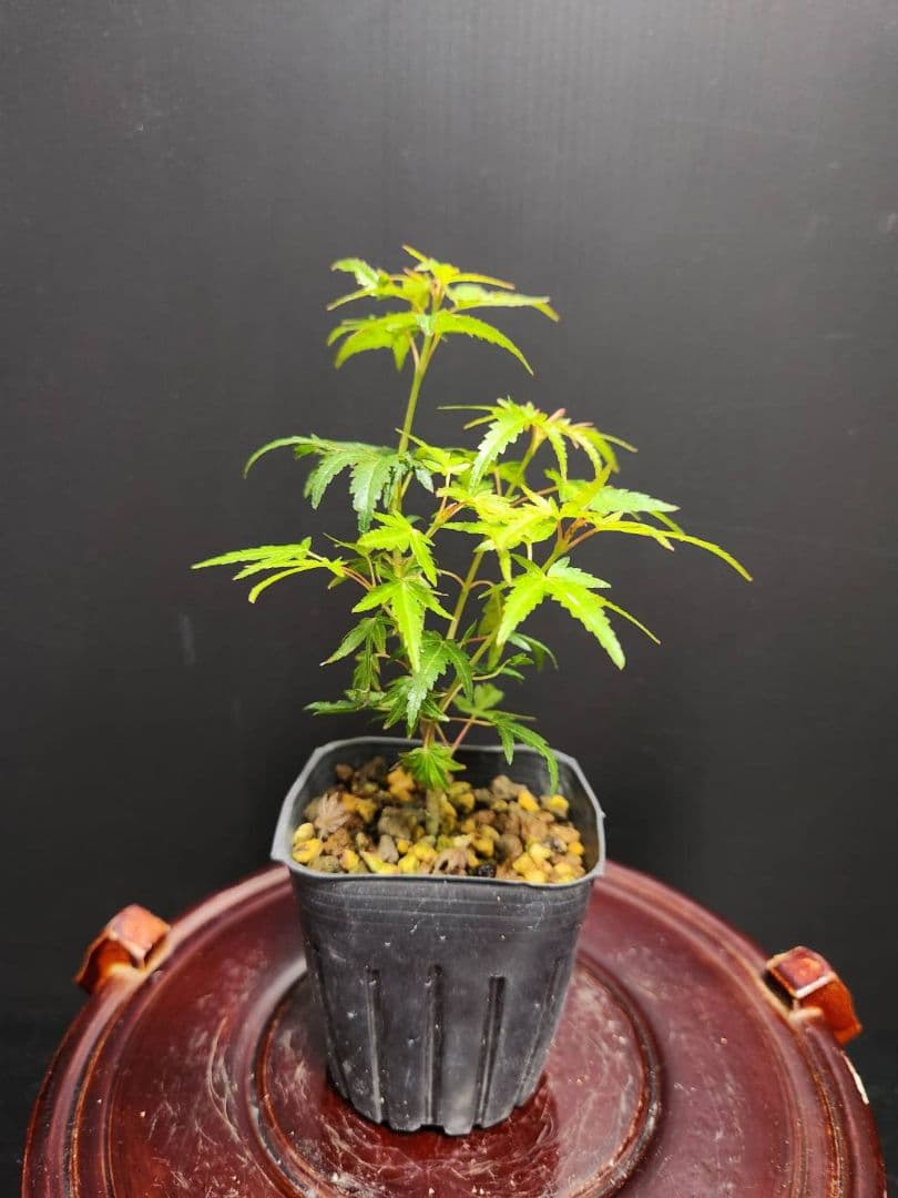 【大人気】織姫もみじ 織姫紅葉 織姫 オリヒメ 紅葉苗 モミジ苗5本