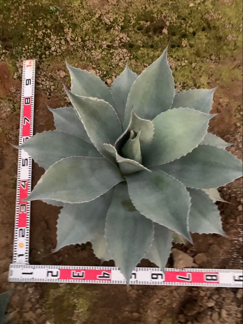 アガベ　オバティフォリア　実生　引取限定