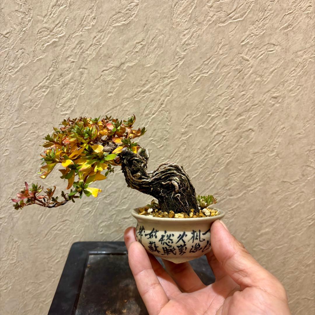 樹高8㎝　根上がりミヤマキリシマ　ピンク　小品　盆栽　黒松　真柏　五葉松