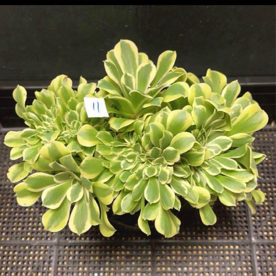 多肉植物アエオニウム錦❤️ グリーンメデューサセッカ❤️ 親株