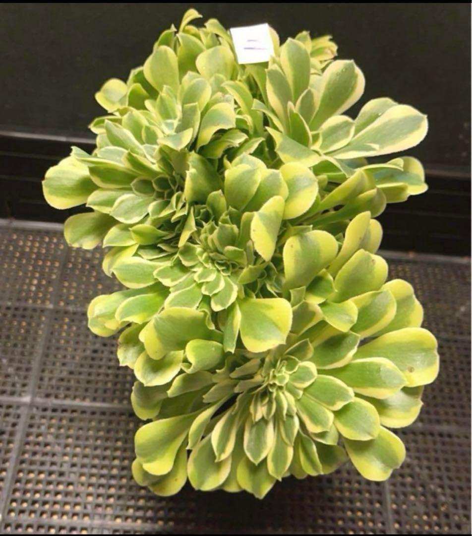 多肉植物アエオニウム錦❤️ グリーンメデューサセッカ❤️ 親株