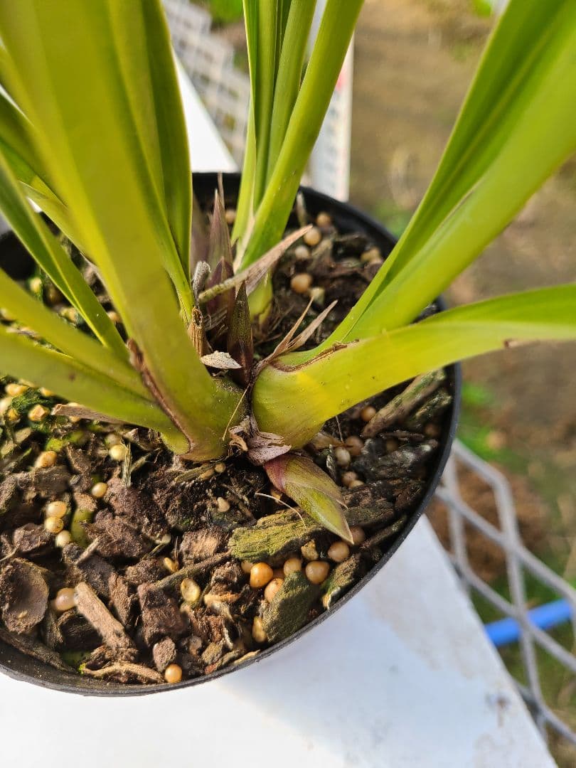 ミスマフェット。花芽3個。2鉢セット。蜜蜂誘引蘭。日本蜜蜂