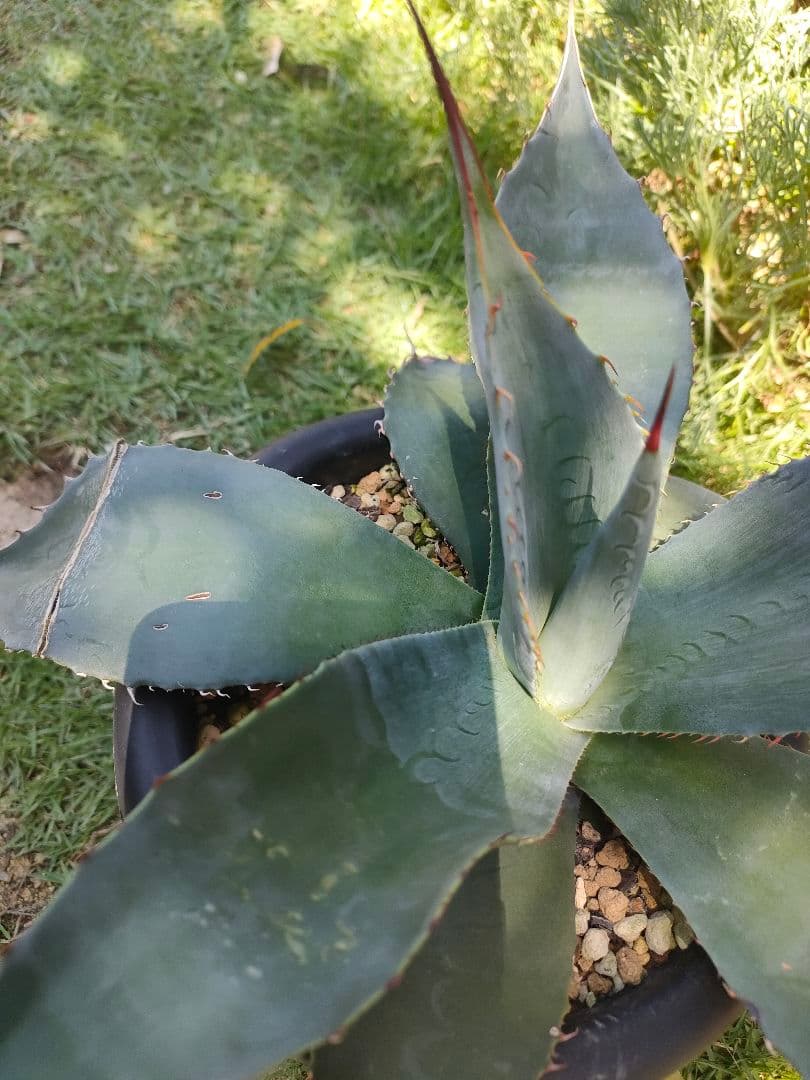 【US輸入株】 アガベ　オバティフォリア　ハイブリット