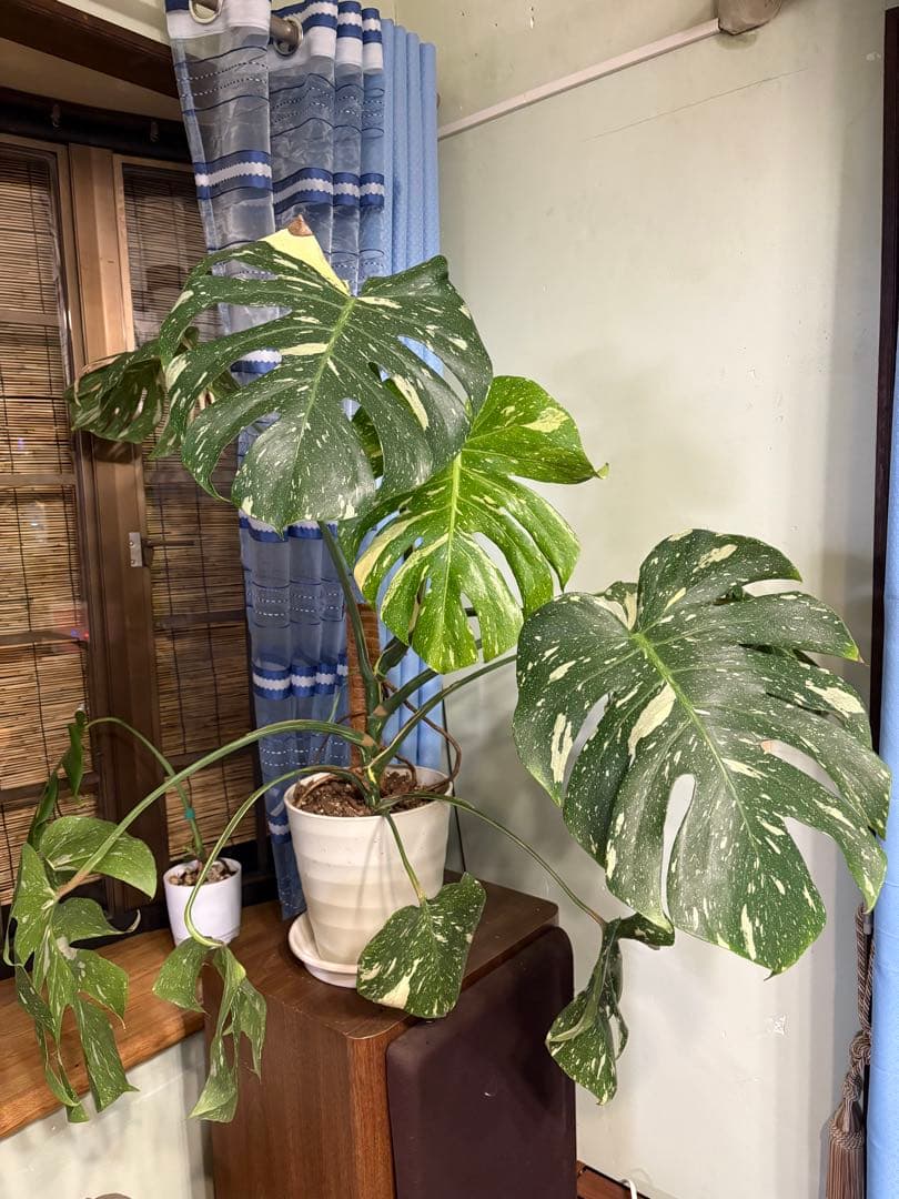 モンステラ・ポトス Yellow Monster (Mature plant)