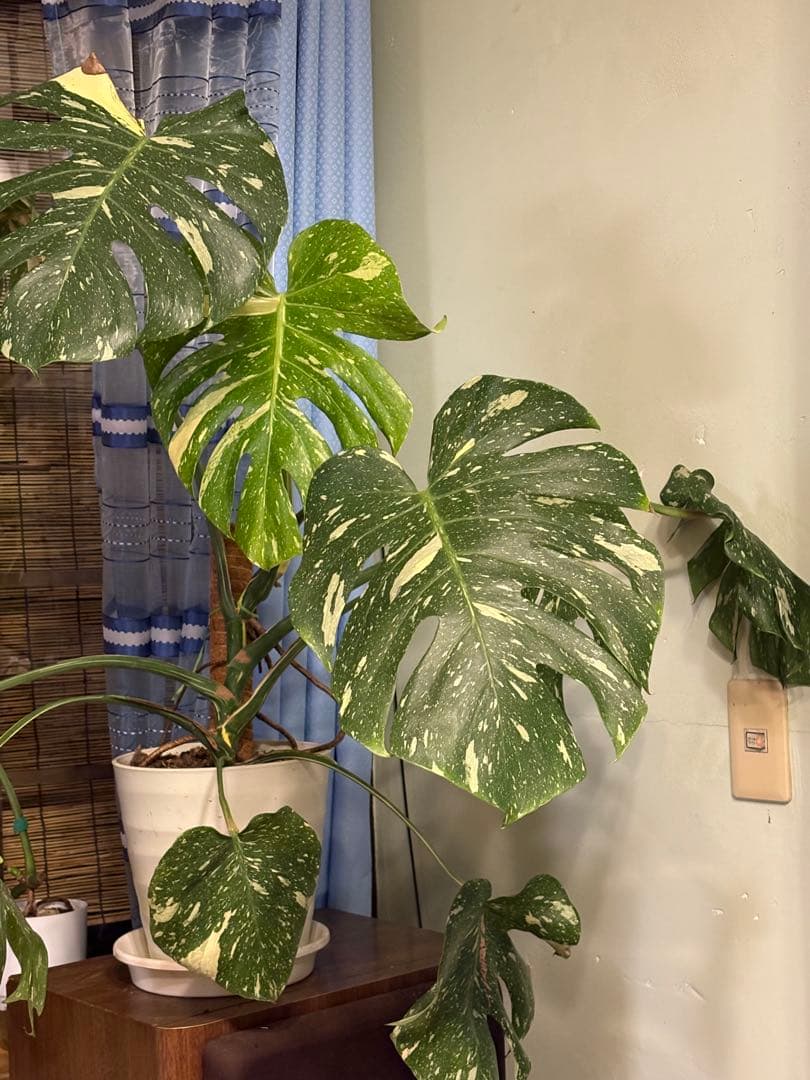 モンステラ・ポトス Yellow Monster (Mature plant)