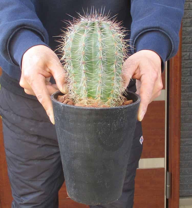 【現品】サボテン：カルネギア　サボテン　弁慶柱（べんけいちゅう） 5号　M2番