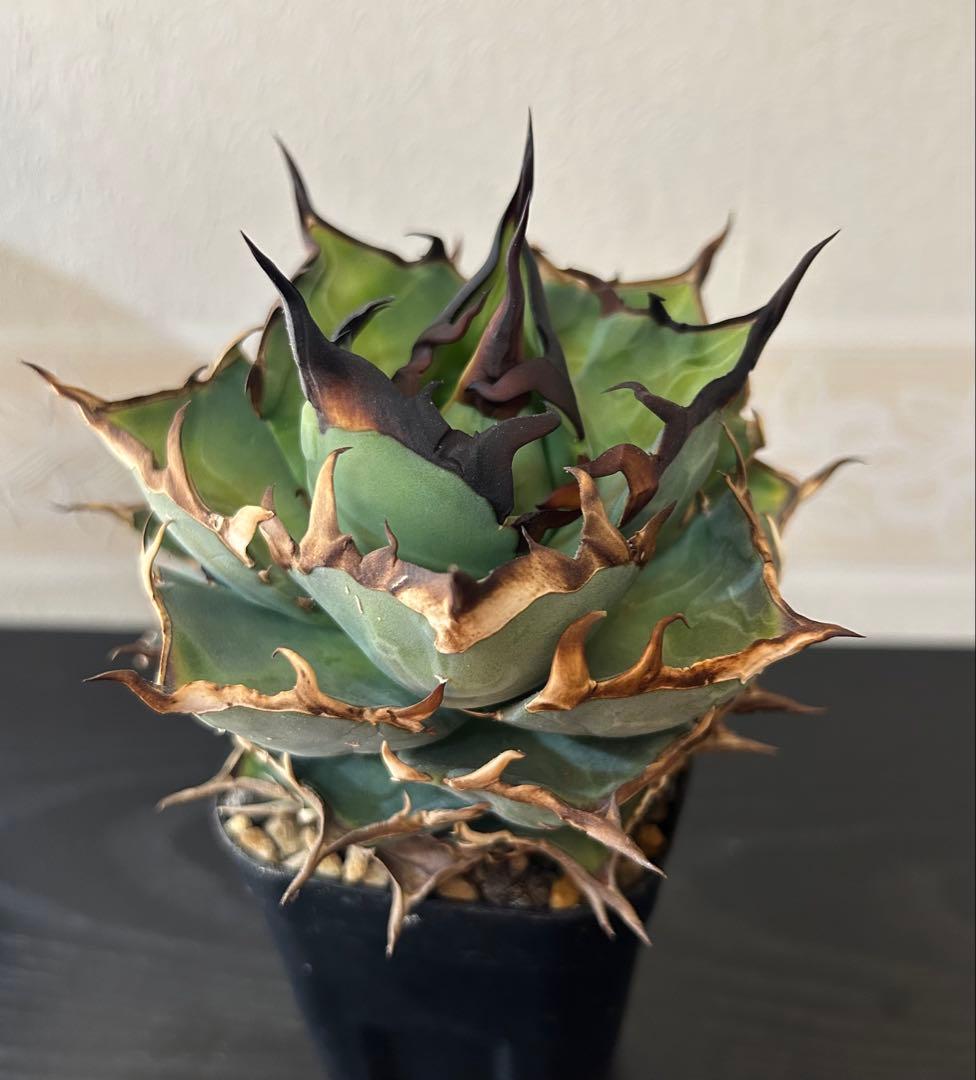 アガベ チタノタ ハデス(子株付き)