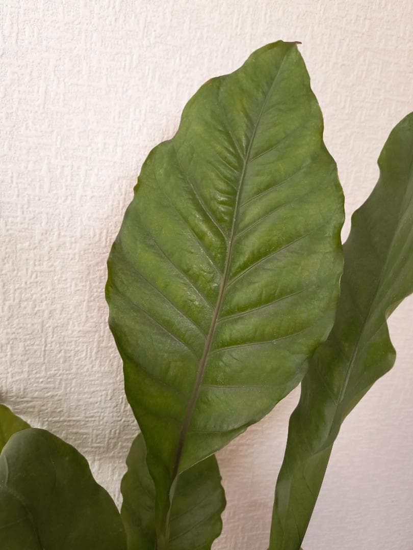 アンスリウム ジャングルキング 根元から53センチ