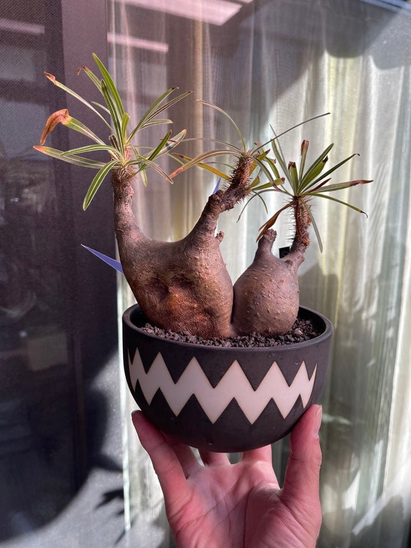 最終価格！パキポディウムグラキリスダブルヘッドバリエムvaliem鉢ごと