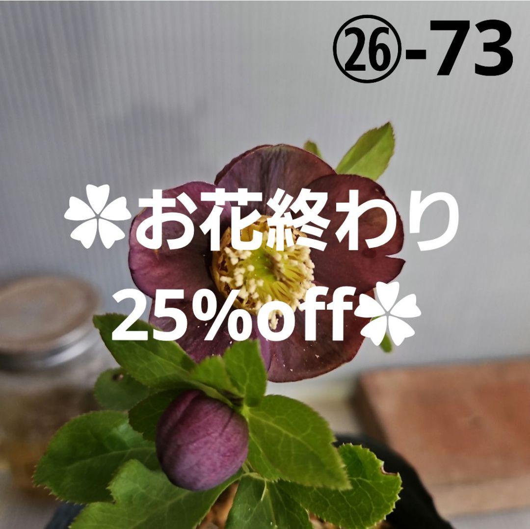 ★genta様お取置き苗✿㉖-73クリスマスローズ