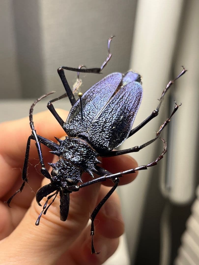 【B品BLUE】ルリオニカミキリ ムラサキオニノコギリカミキリ 　昆虫標本